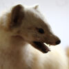Taxidermy France Ermine Stoat White Weasel The French Antique Store