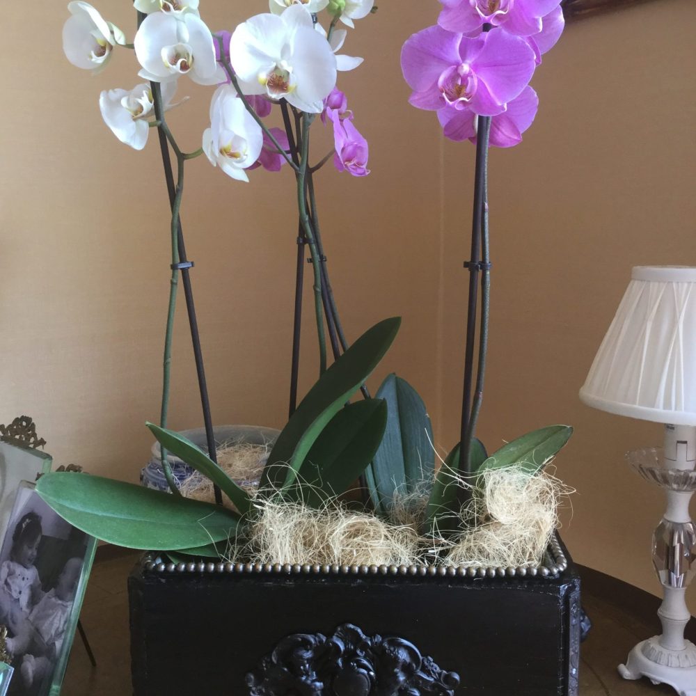 French Jardiniere Napoleon III Black Planter