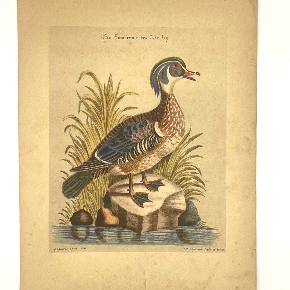 Rare print 1937 The Summer Duck of Catesby Die Somerente des Catesby The French Antique Store IMG_0171