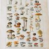 1924 Botanical Print French - Champignon Mushrooms - The French Antique Store