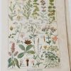 1924 Botanical Print French -Digestives - The French Antique Store