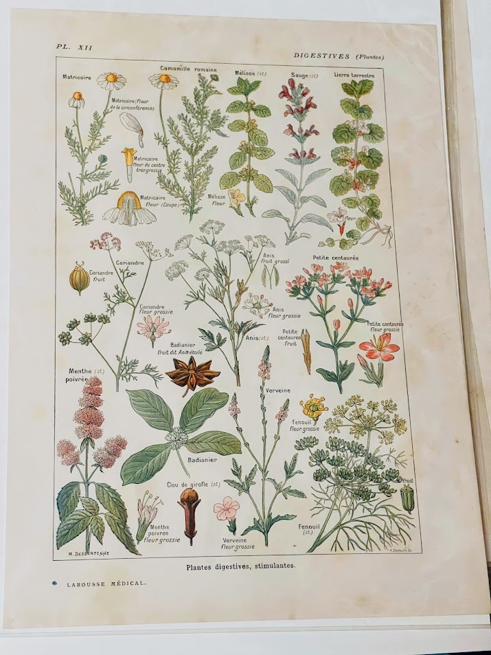 1924 Botanical Print French -Digestives - The French Antique Store