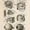 1924 Botanical Print French - Oeil- Eye Anatomy - The French Antique Store