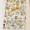 1924 Botanical Print French - Plantes Dangereuses - The French Antique Store