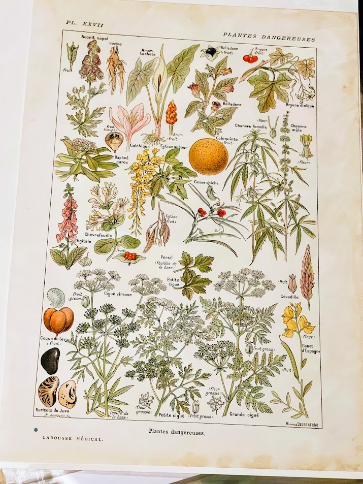 1924 Botanical Print French - Plantes Dangereuses - The French Antique Store