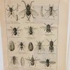 1924 Scientific Print French -Moches - Flies - The French Antique Store
