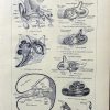 medical print ear anatomy French 1920s Antique Print