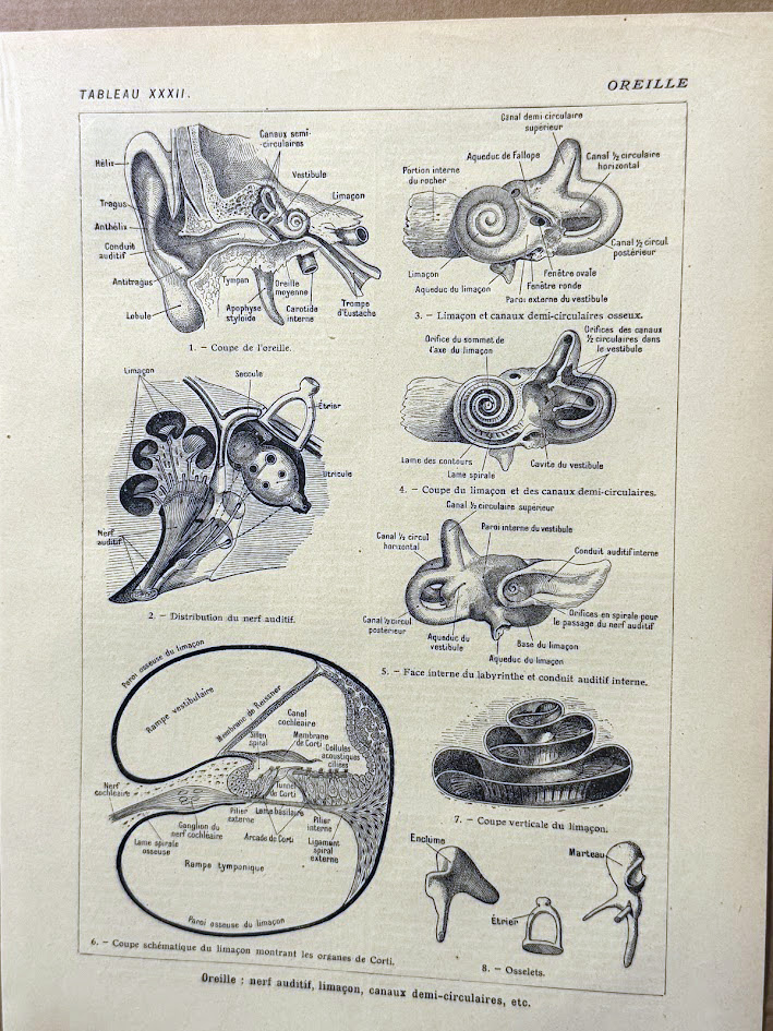 Original 1920s French Antique Print – Ear Anatomy & Auditory System (19x29cm)