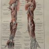 muscles and nerves medical illustration french antique 1920s print 1