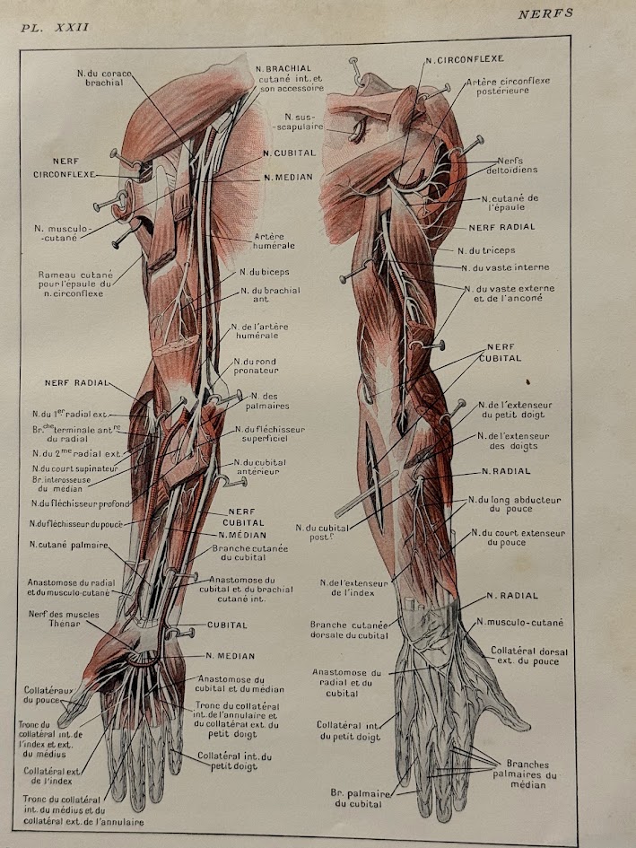 muscles and nerves medical illustration french antique 1920s print 1