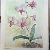 Set 4 Vintage French Botanical Prints - Orchid Watercolor Art Plate by François Lemoine (1990) IMG_9573