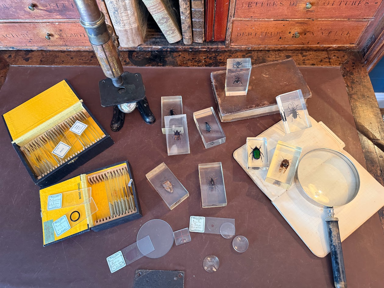 Victorian Curiosity Cabinet Collection 9 Real Entomological Insect Specimens in Acrylic Resin Blocks Dark Academia & Natural World Decor IMG_1965