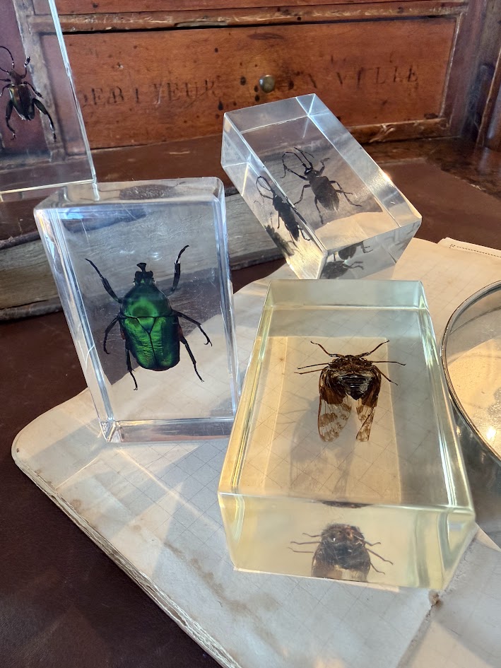 Victorian Curiosity Cabinet Collection 9 Real Entomological Insect Specimens in Acrylic Resin Blocks Dark Academia & Natural World Decor IMG_1966