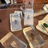 Victorian Curiosity Cabinet Collection 9 Real Entomological Insect Specimens in Acrylic Resin Blocks Dark Academia & Natural World Decor IMG_1967