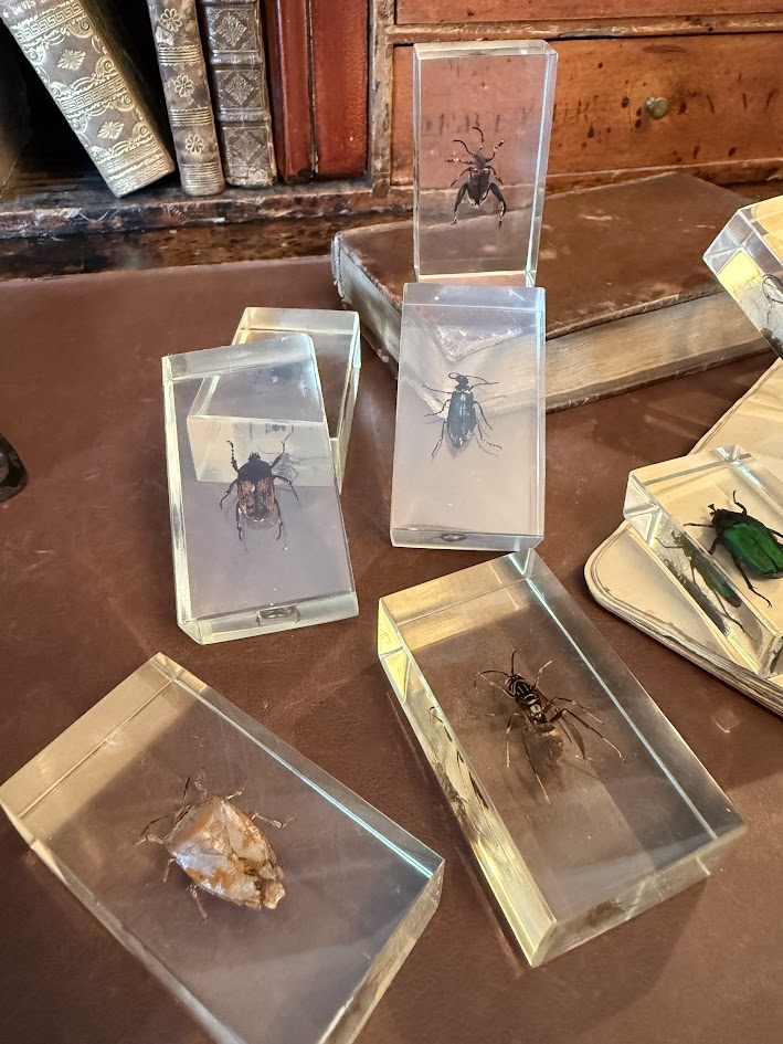 Victorian Curiosity Cabinet Collection 9 Real Entomological Insect Specimens in Acrylic Resin Blocks Dark Academia & Natural World Decor IMG_1967