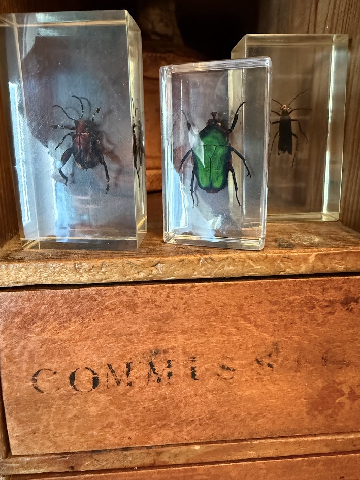 Victorian Curiosity Cabinet Collection: 9 Real Entomological Insect Specimens in Acrylic Resin Blocks | Dark Academia & Natural World Decor - Image 4