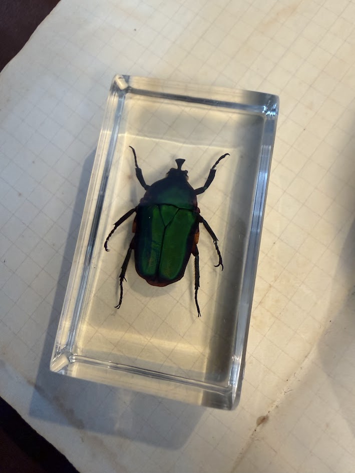 Victorian Curiosity Cabinet Collection: 9 Real Entomological Insect Specimens in Acrylic Resin Blocks | Dark Academia & Natural World Decor - Image 7