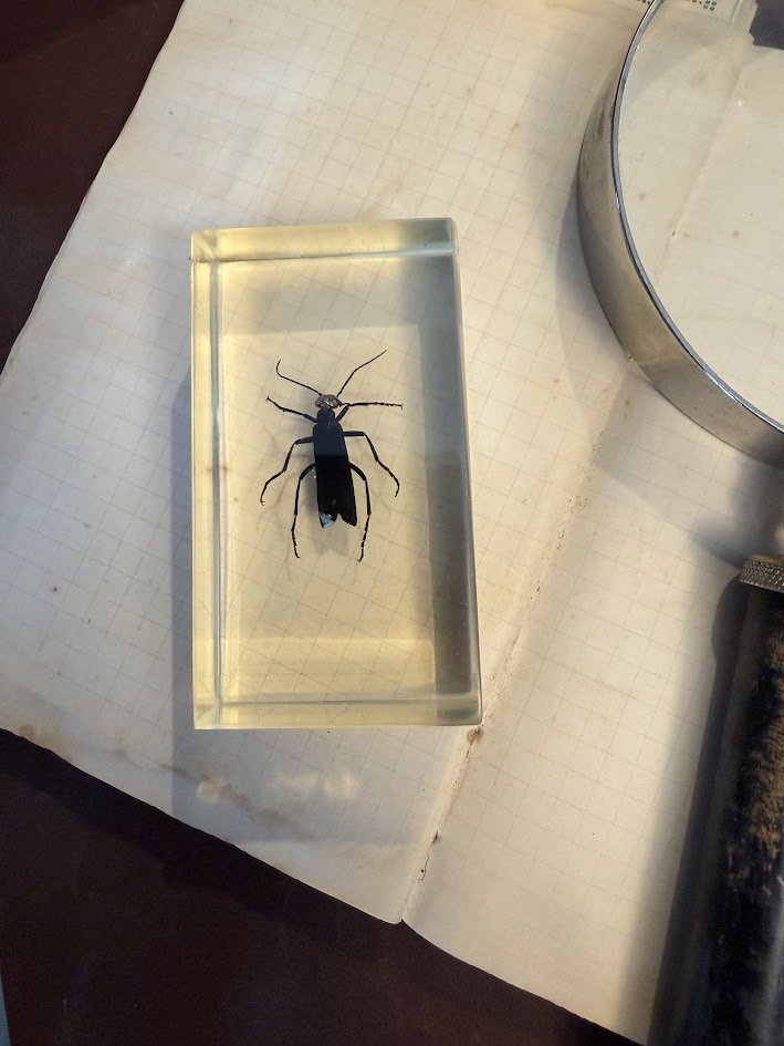 Victorian Curiosity Cabinet Collection: 9 Real Entomological Insect Specimens in Acrylic Resin Blocks | Dark Academia & Natural World Decor - Image 8