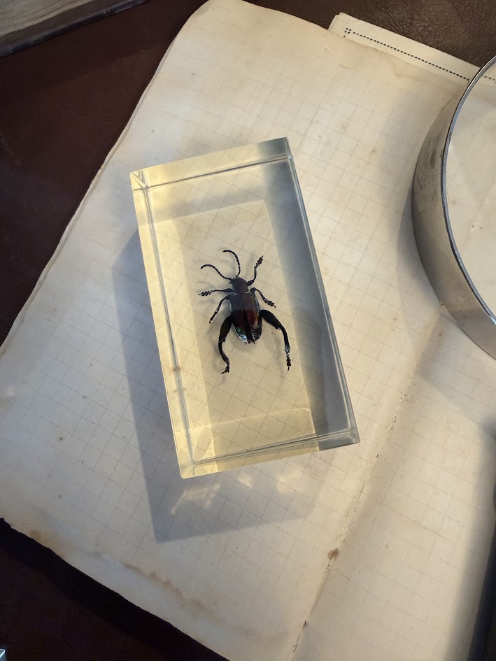 Victorian Curiosity Cabinet Collection: 9 Real Entomological Insect Specimens in Acrylic Resin Blocks | Dark Academia & Natural World Decor - Image 9