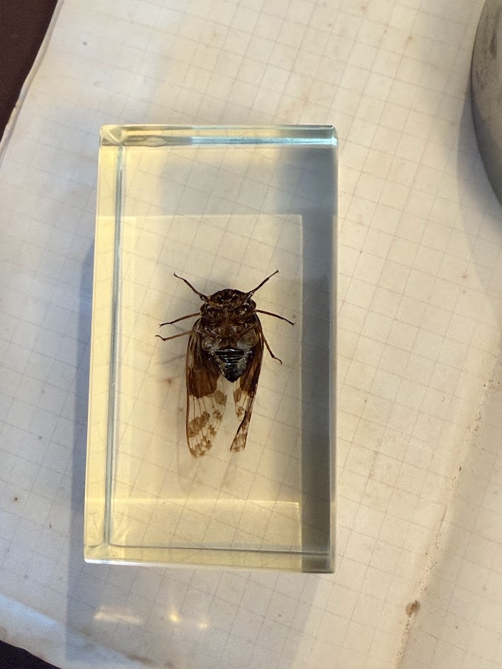 Victorian Curiosity Cabinet Collection: 9 Real Entomological Insect Specimens in Acrylic Resin Blocks | Dark Academia & Natural World Decor - Image 10