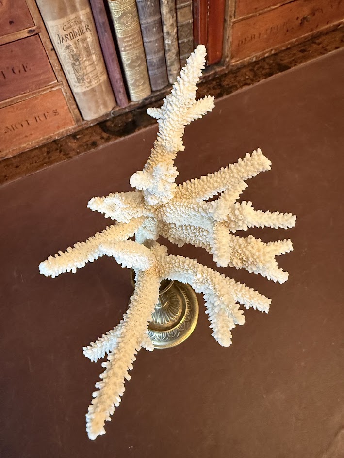 Vintage Natural White Coral Specimen on Ornate Brass Candlestick Stand Cabinet of Curiosities & Grand Tour Home Decor IMG_1959